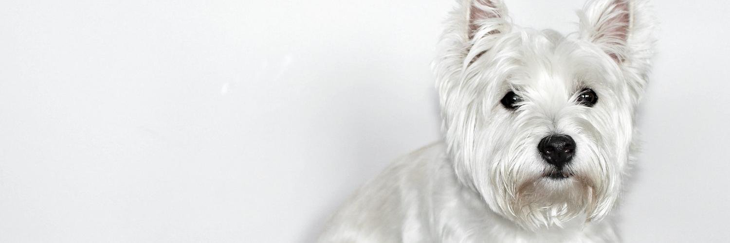 illbenooneelse's profile banner image