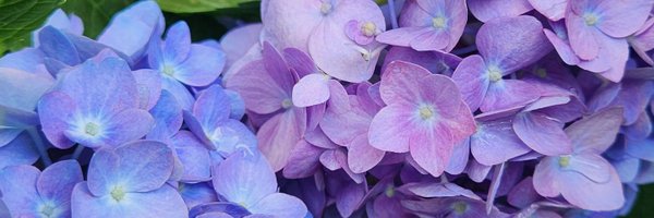 Kolala__ Profile Banner