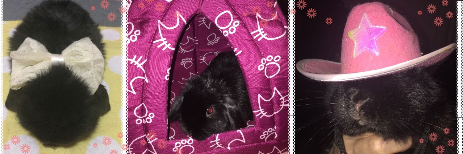 Sofie McSoferson McFlufferson 🚫NO DM'S🚫 banner