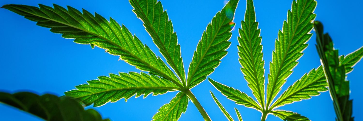 Learn About Weed banner