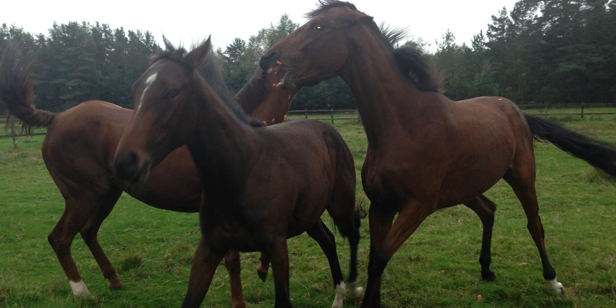 PinehurstStud's profile banner image