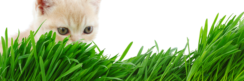 SocialCatnip's profile banner image