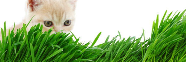 SocialCatnip Profile Banner