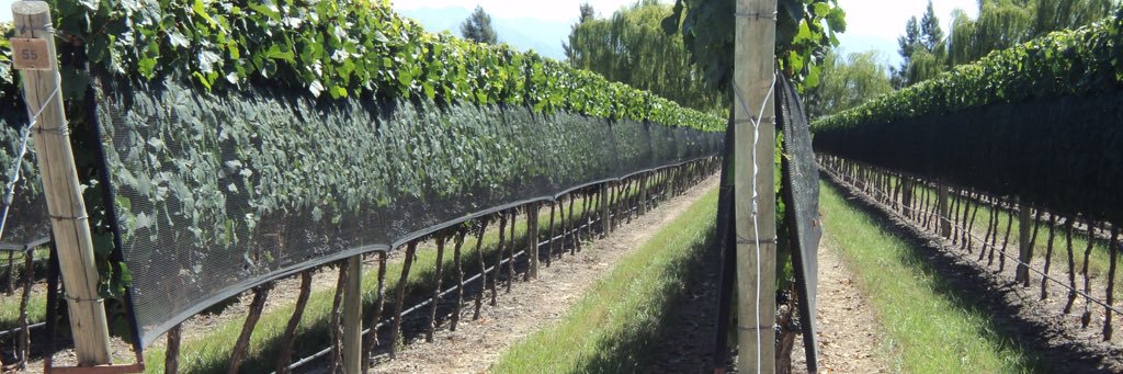 Taninos Argentinos banner