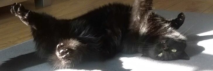 Poppy The Panfur 😺 banner