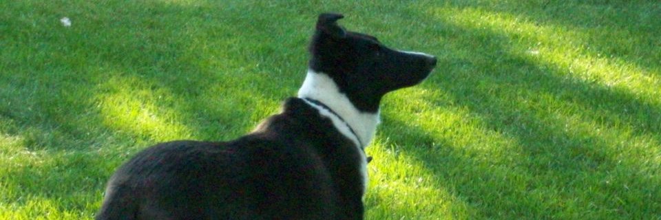 Nancy Monfette banner