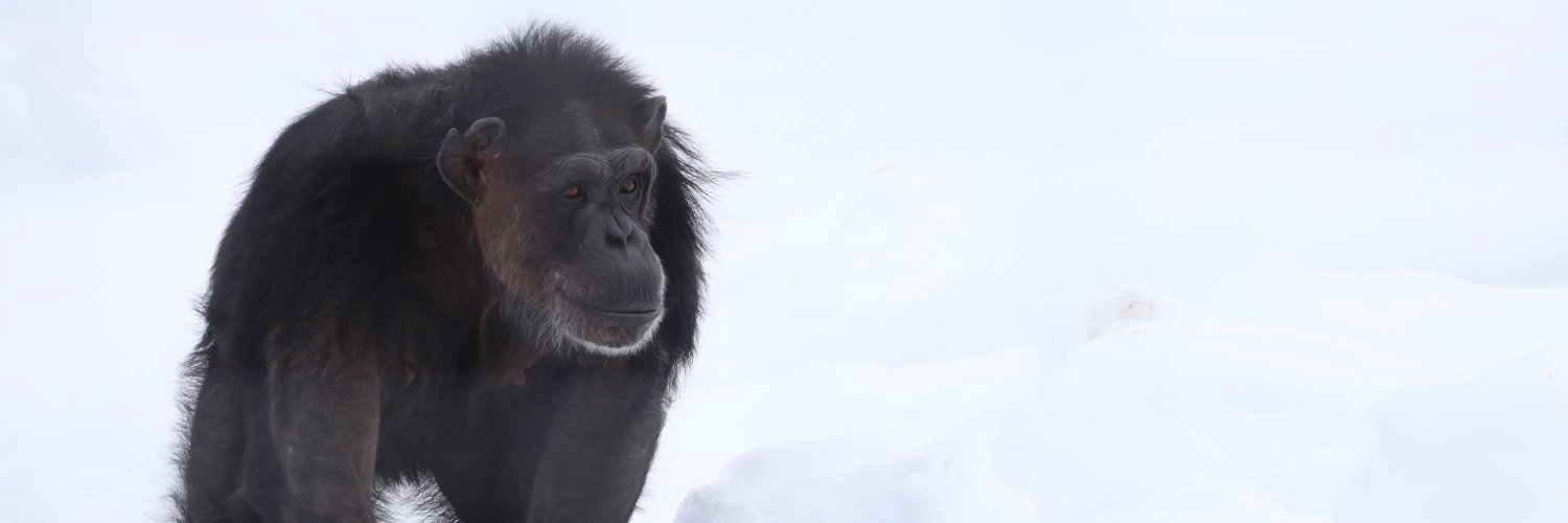Chimpanzee Sanctuary Northwest's banner