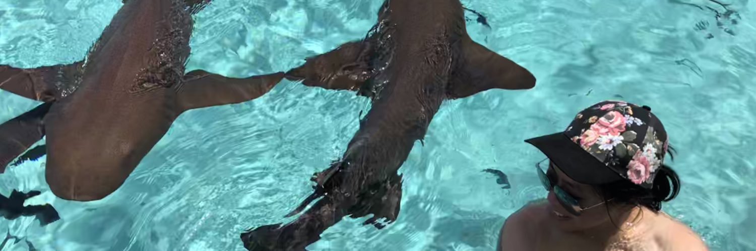 palmy butterbutter banner