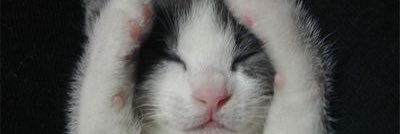 エロにゃん banner