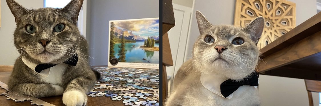 Michelle Foster banner