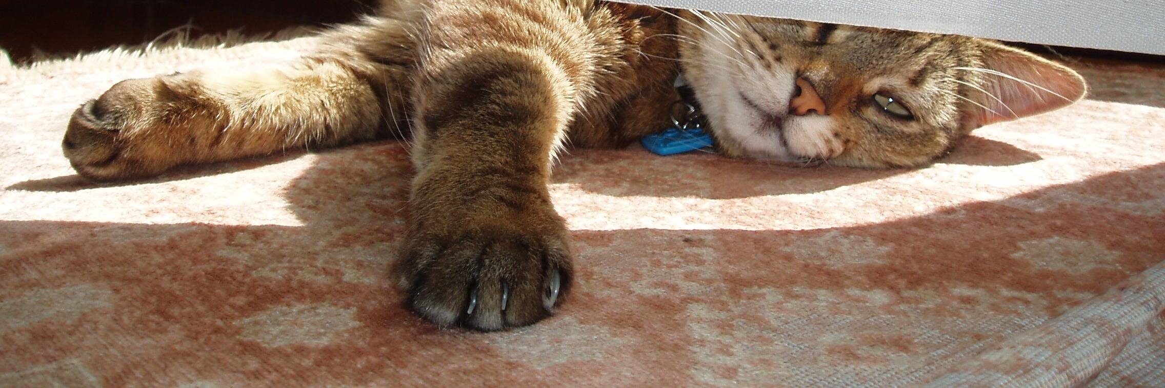 PhoebeBuffayCat's profile banner image