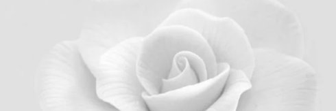 DaisyCereza's profile banner image