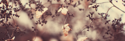 lPizzaPlanet's profile banner image