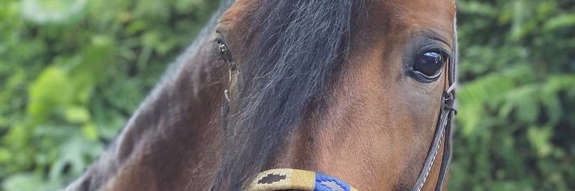 aqvila_'s profile banner image