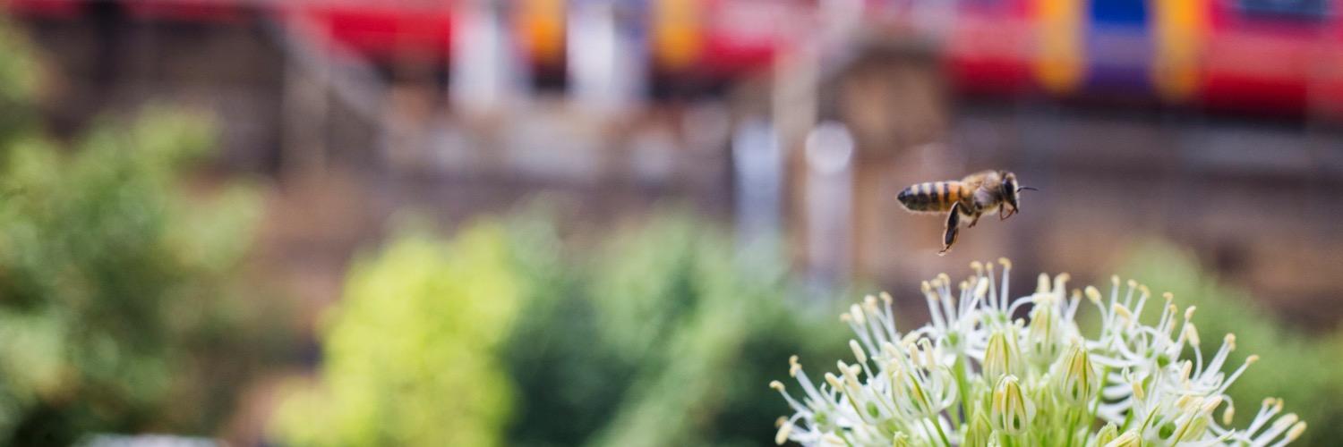 GrowBrixton's profile banner image