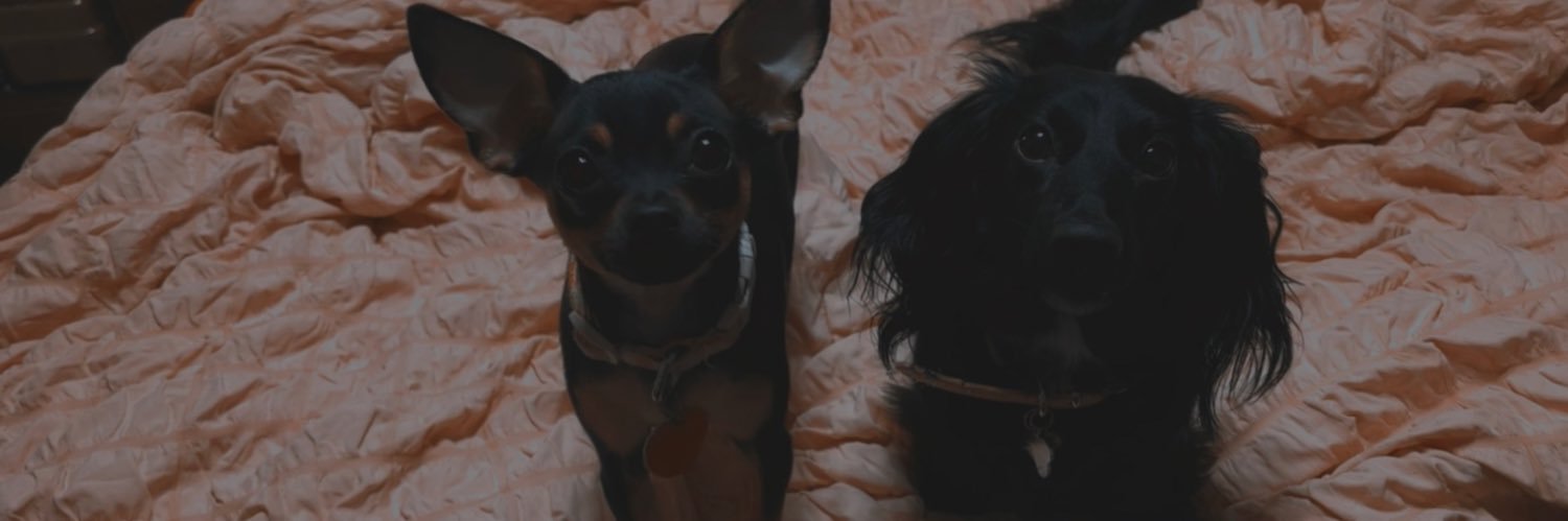 lexiifowler's profile banner image
