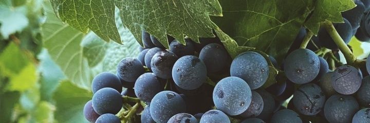 candegogui's profile banner image