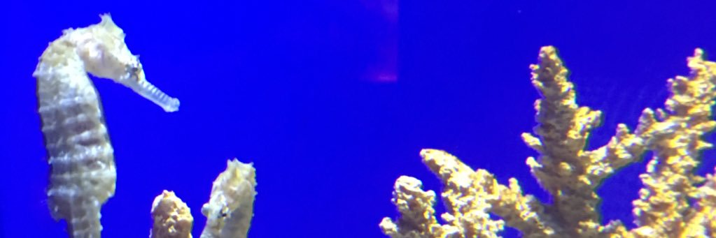 mimicry0's profile banner image