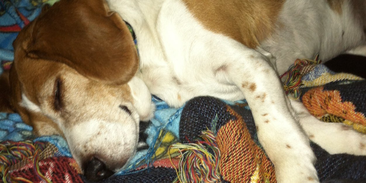 Piper 🌈 and Pumpkin 🐾 banner