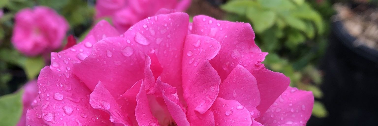 Katiethoringt's profile banner image