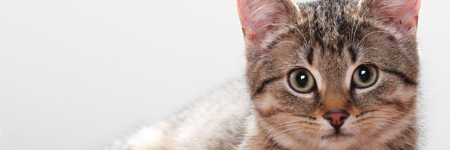 catwashere's profile banner image