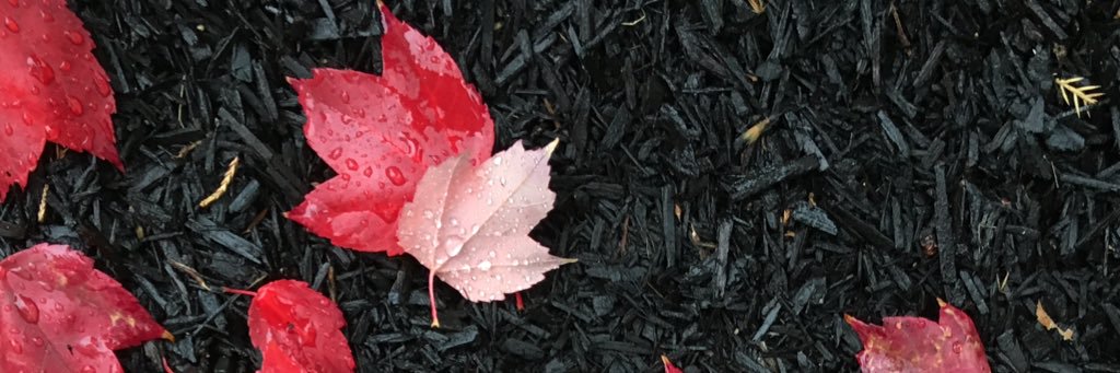 ALopezForero's profile banner image