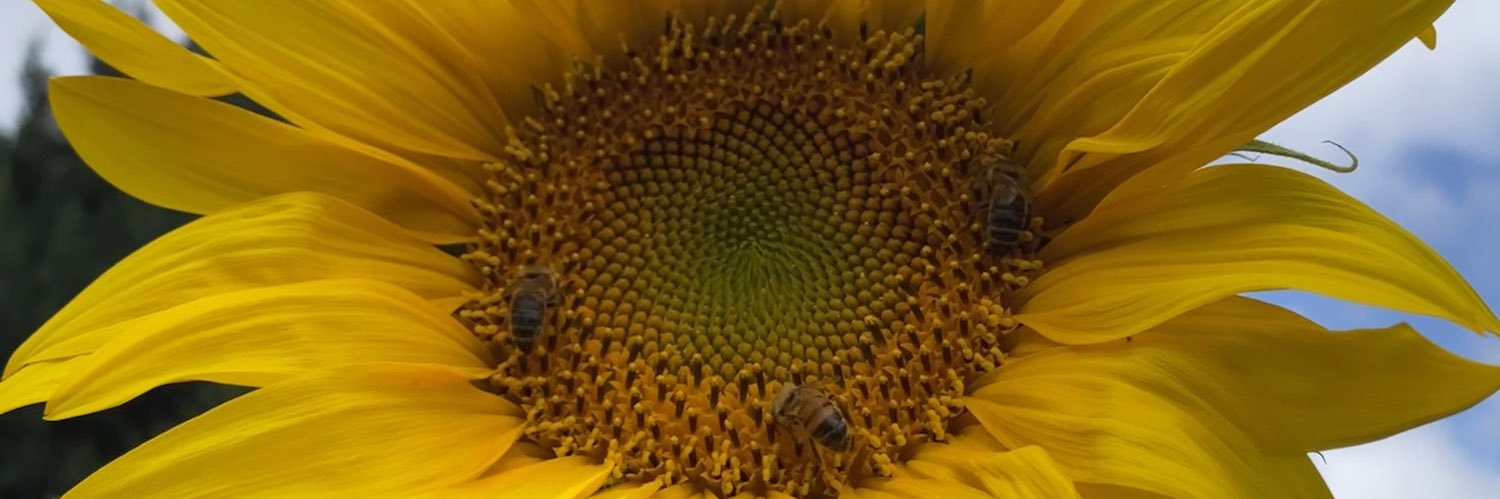 Cinbags 🇦🇺🐇 banner