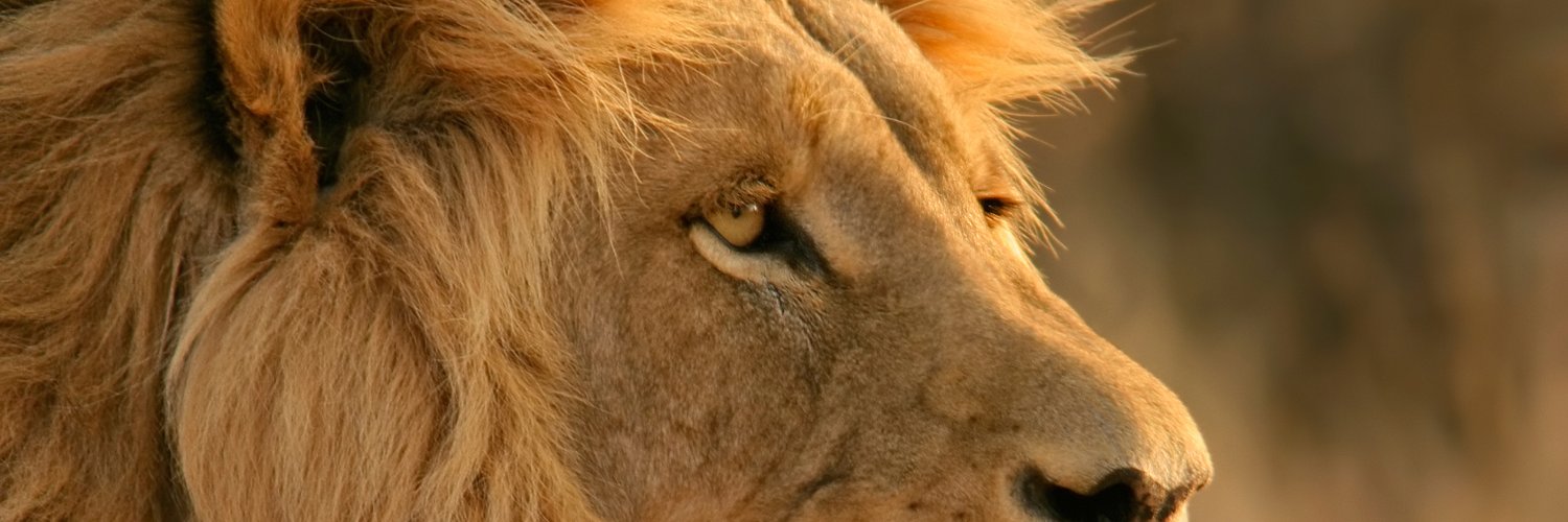 mimilovesit's profile banner image