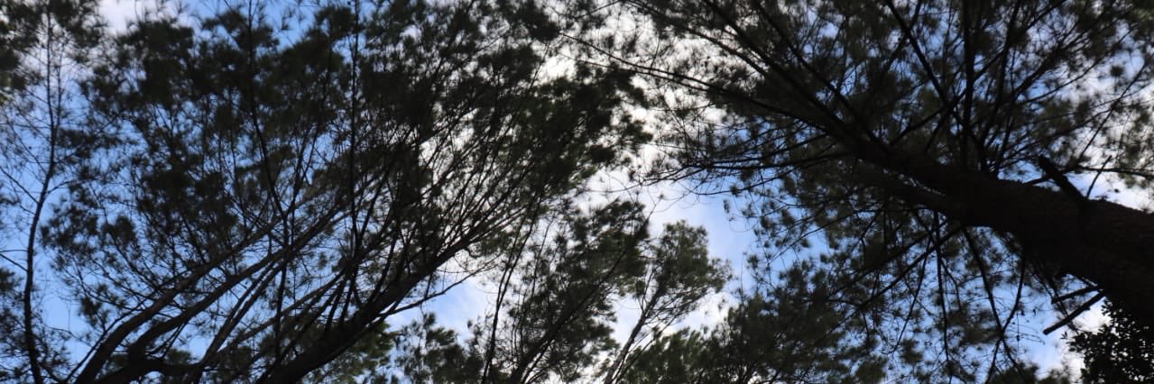 Ano Lubis  banner