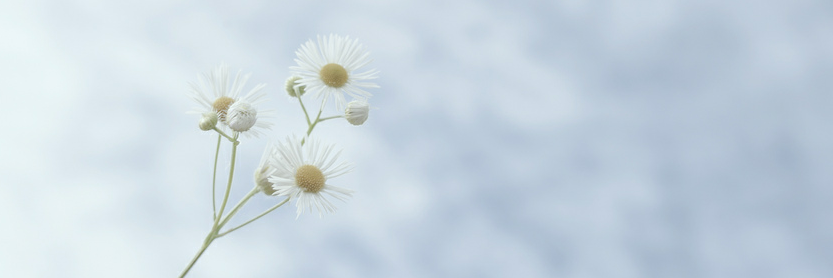 chj79471's profile banner image