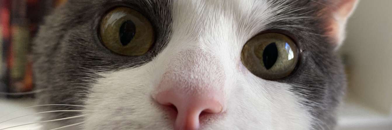 Guilmoche's profile banner image