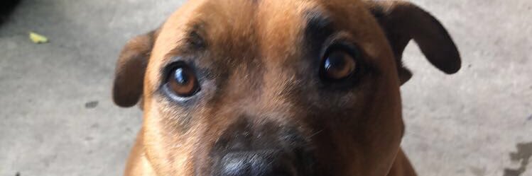 savannahchacon's profile banner image
