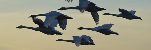 foggiebee Profile Banner