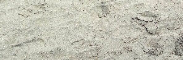 Dev_Ard's profile banner image