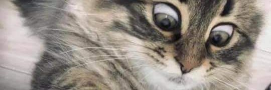 Icecomic666's profile banner image