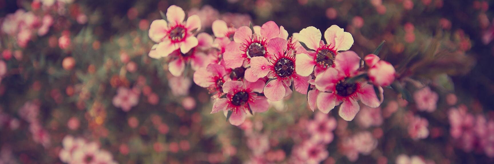 Dini_audia's profile banner image