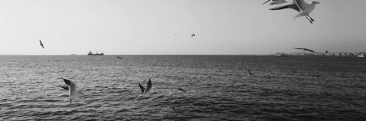 ֶָ֢ banner