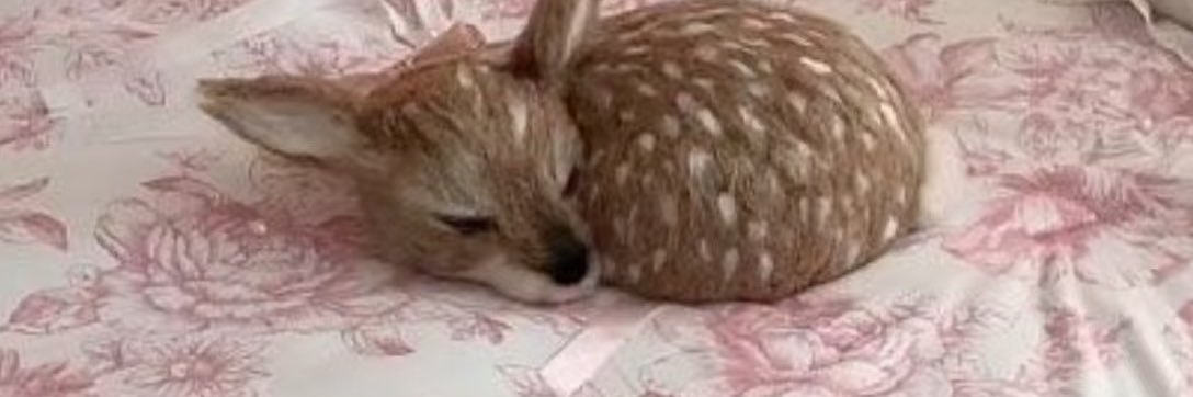 已被生腌叼走 banner