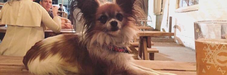 🍉 🪩 disco dan 🪩 🍉 banner