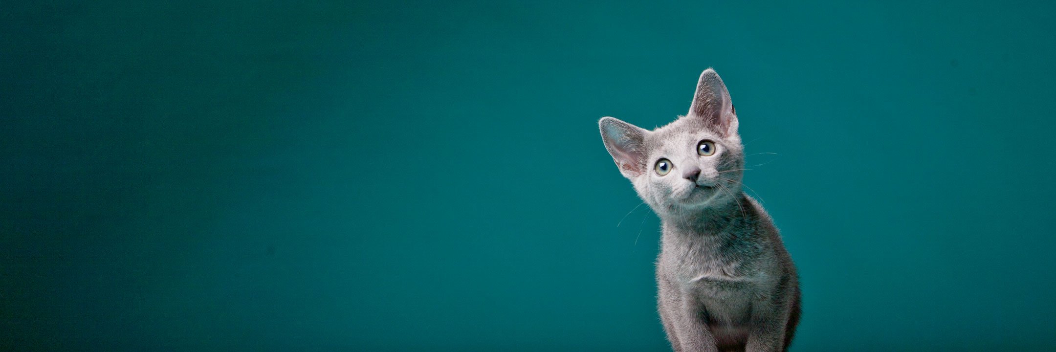 furtographs's profile banner image