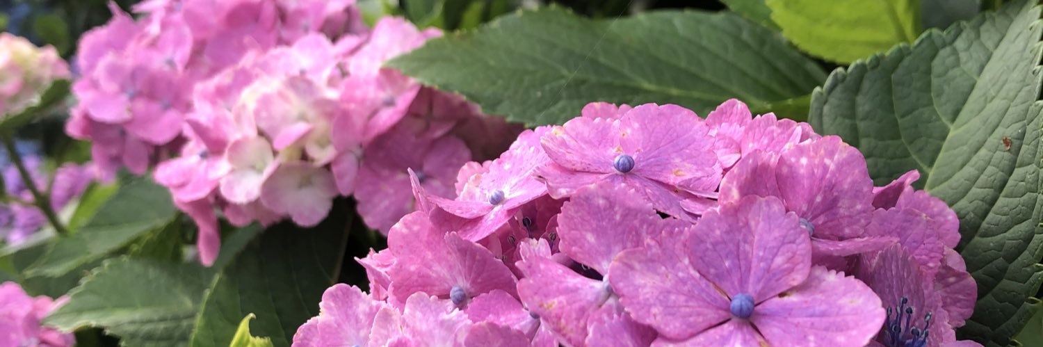 schale_plant's profile banner image