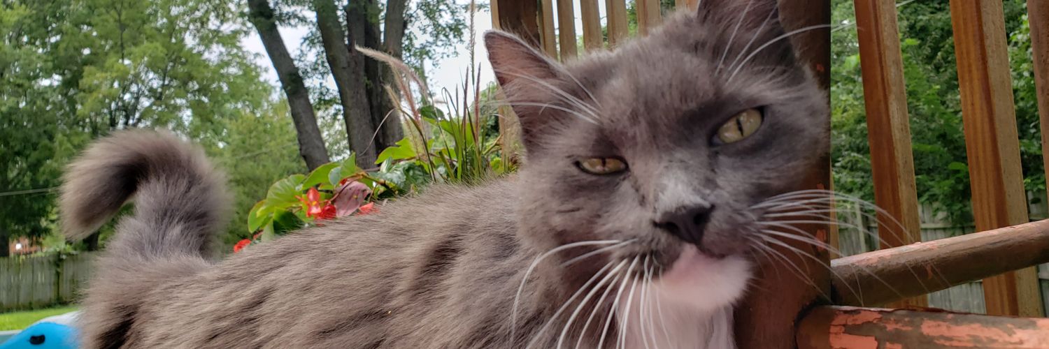 isabratcat's profile banner image