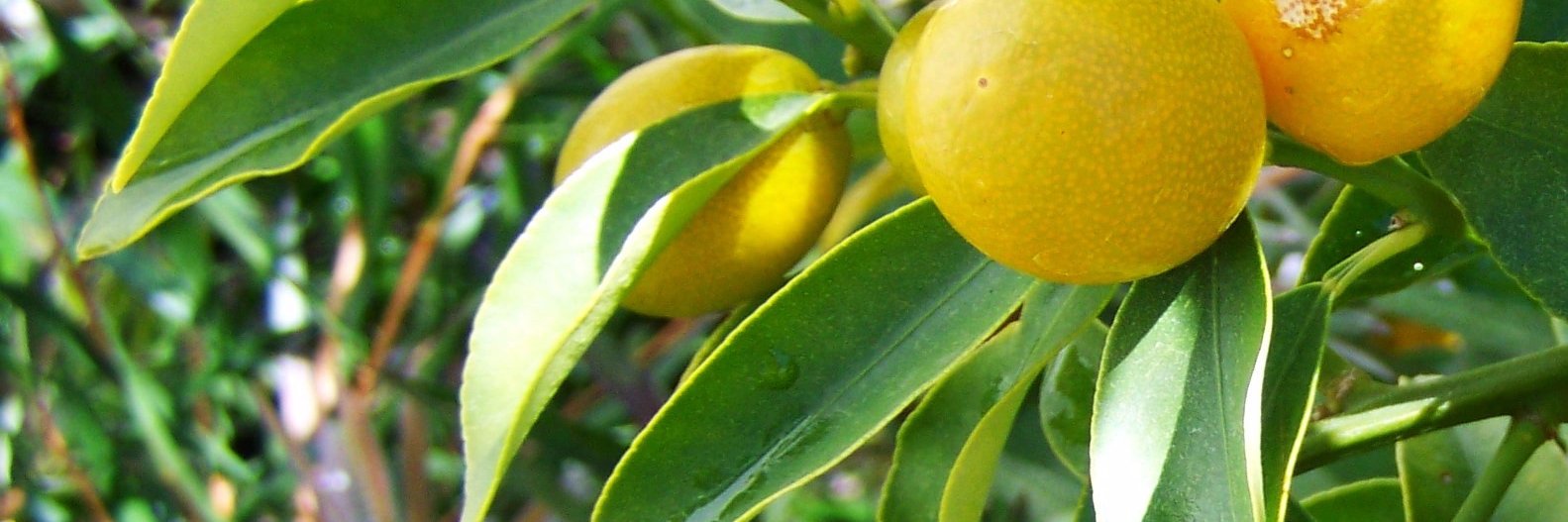 Eco_Lemon's profile banner image