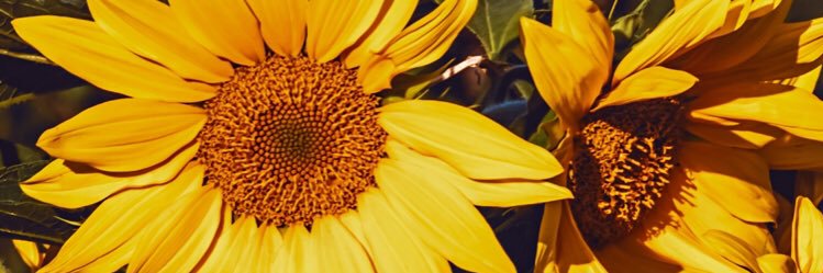 Antania nihhhyeeee banner