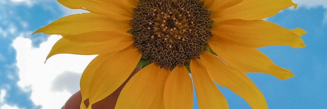 annaalins_'s profile banner image