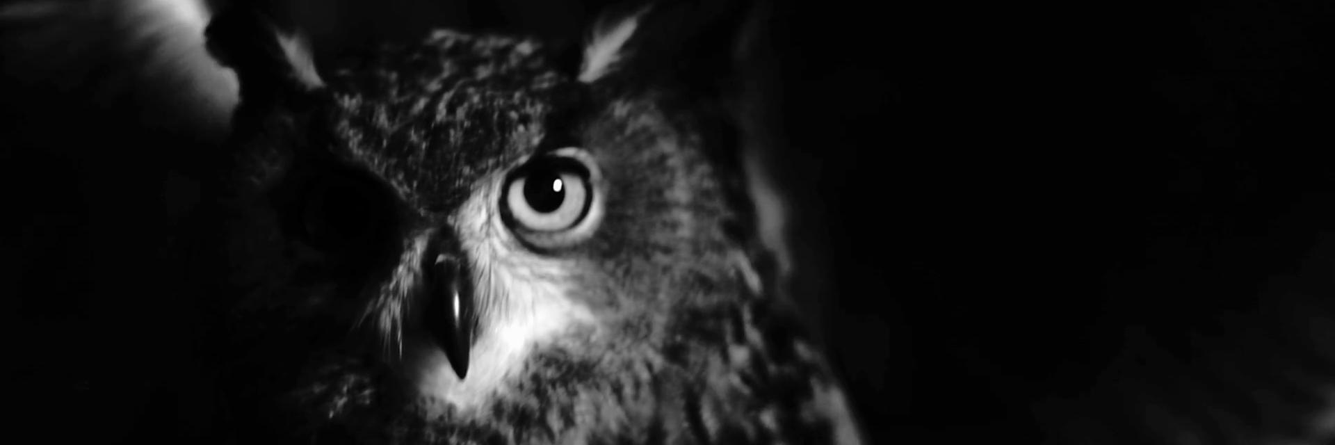 pyr0phobia's profile banner image