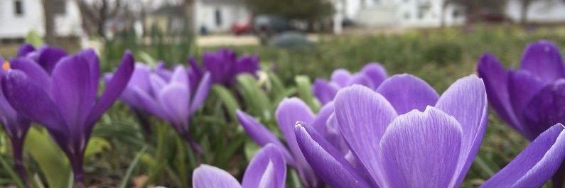 CaterhamRotary banner