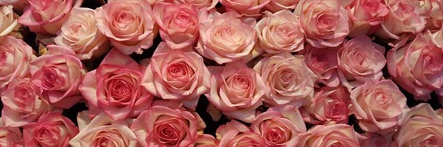 cheri_mr's profile banner image