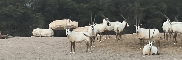 yaseminyusufoff Profile Banner