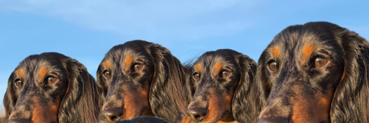 CarlyPipkin's profile banner image